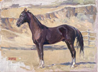 11 Gajraj Marwari stallion 