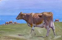 14 Alderney cow 